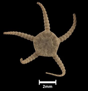 Media type: image;   Invertebrate Zoology OPH-594 Aspect: dorsal